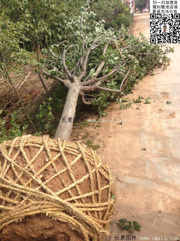 西府海棠樹(shù)