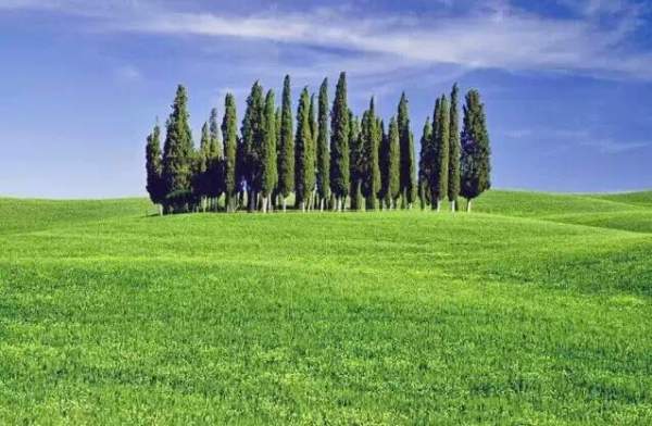 苗木發(fā)展趨勢(shì) 苗木發(fā)展趨勢(shì)