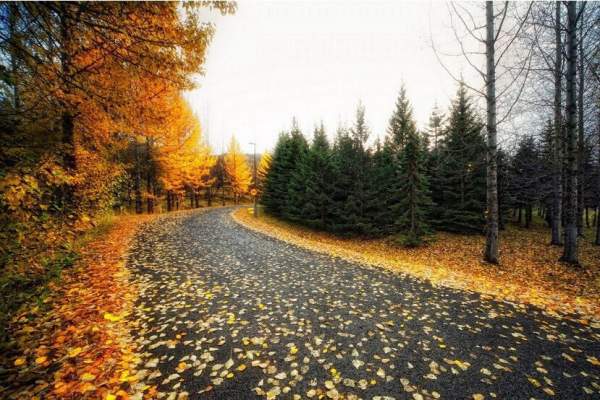 苗木行情 苗木行情