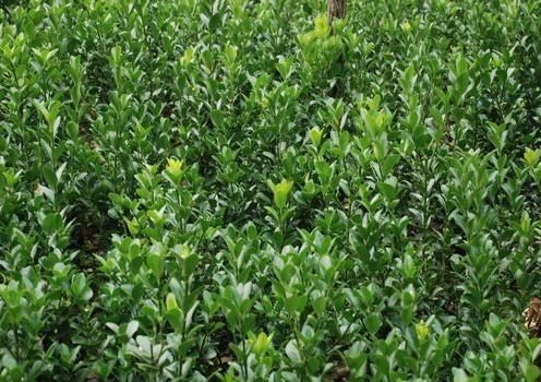 大葉黃楊 大葉黃楊