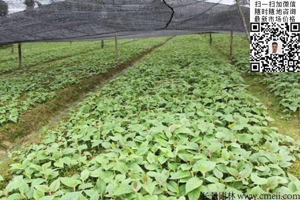 嫁接苗實(shí)生苗 嫁接苗實(shí)生苗