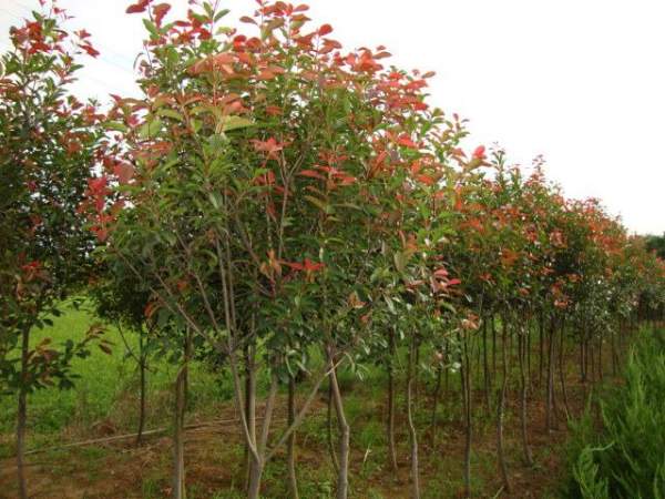 綠化苗木采購過程中需要注意哪些？