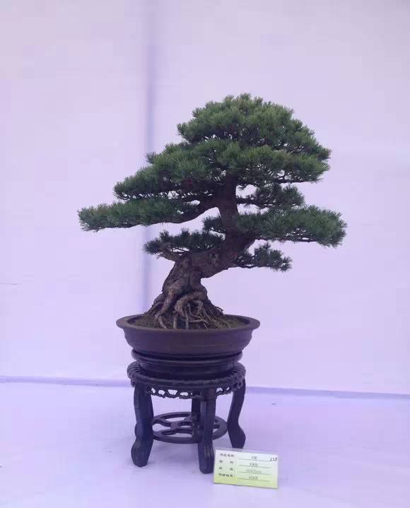 大阪松和五針?biāo)傻奶攸c(diǎn)簡(jiǎn)介以及如何區(qū)分