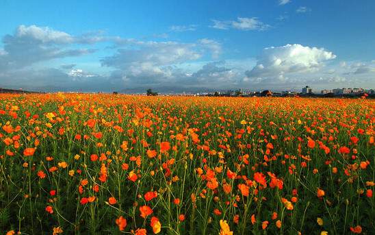 學(xué)習(xí)國(guó)外苗木行業(yè)經(jīng)驗(yàn)，搶先了解國(guó)內(nèi)市場(chǎng)動(dòng)態(tài)