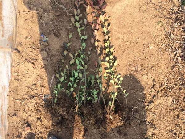 大葉黃楊籬一平方米多少棵 大葉黃楊籬一平方米多少棵