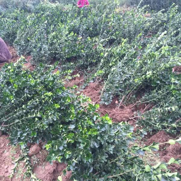 山東大葉黃楊華北大葉黃楊 山東大葉黃楊華北大葉黃楊