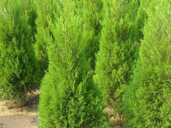 150公分左右，冠幅40-50公分的刺柏