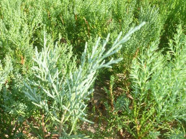 沙地柏和鋪地柏的區(qū)別?