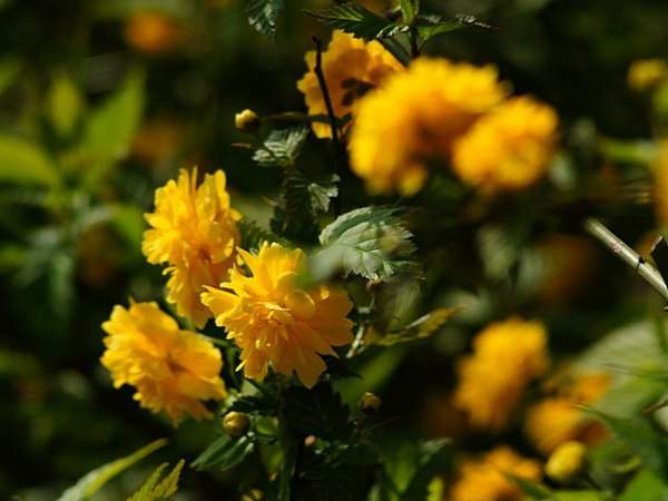 棣棠花的花語是什么？