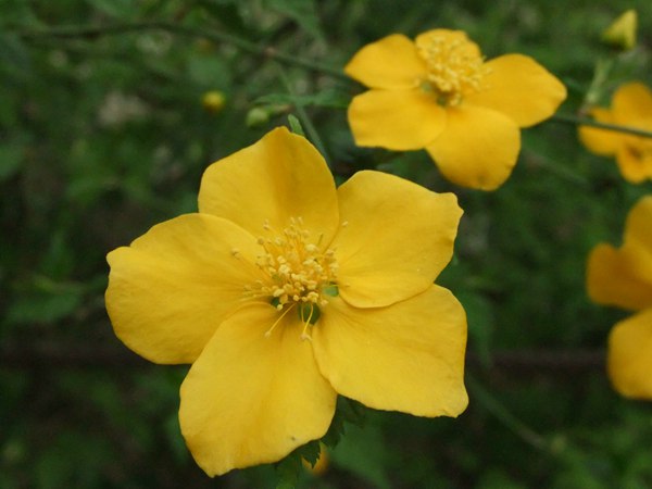 棣棠花的花語是什么？