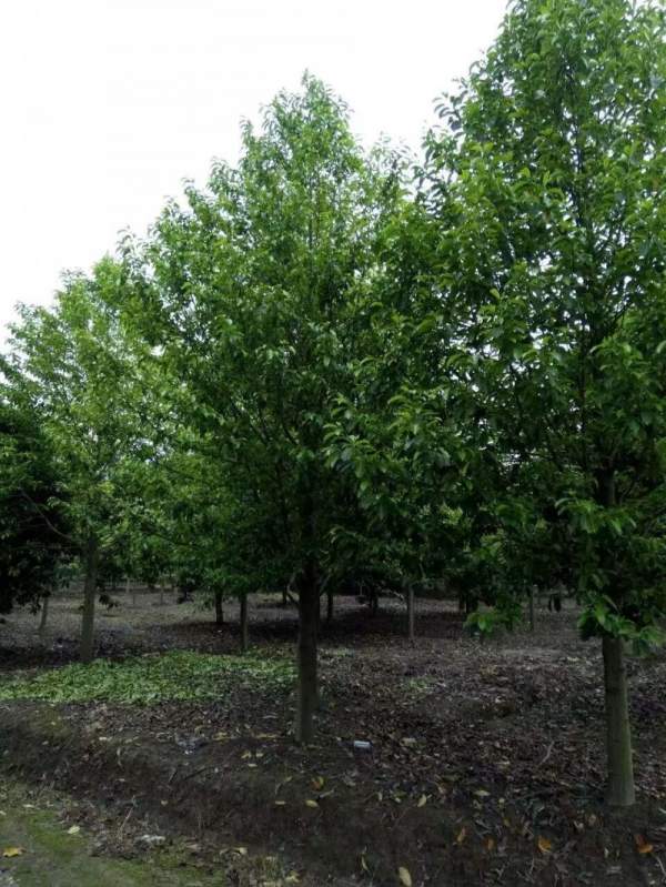 紫玉蘭開花圖片 紫玉蘭開花圖片