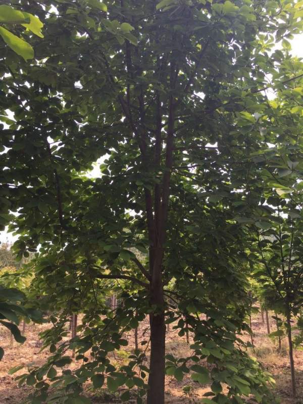 紫玉蘭樹圖片 紫玉蘭樹圖片