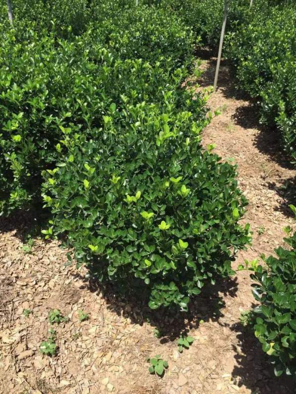 大葉黃楊哪家好 大葉黃楊哪家好