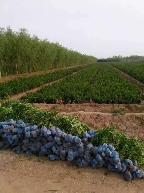 蕭山大葉黃楊小苗價格 蕭山大葉黃楊小苗價格