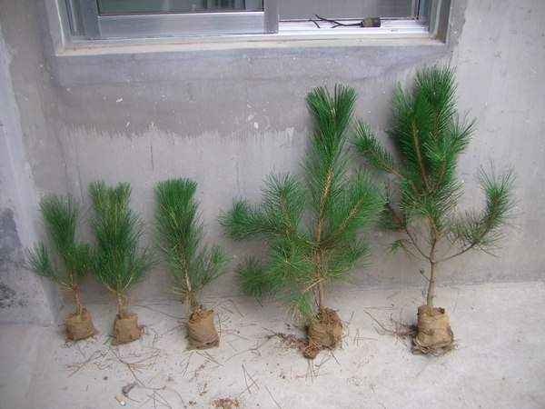 黑松種子什么時候種好,怎么種發(fā)芽率高?