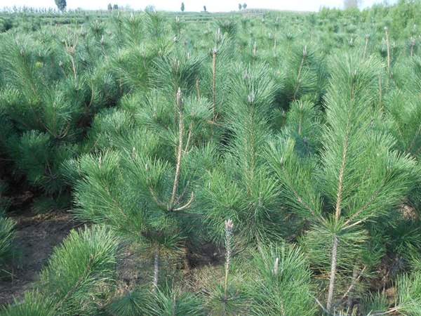 黑松種子什么時候種好,怎么種發(fā)芽率高?