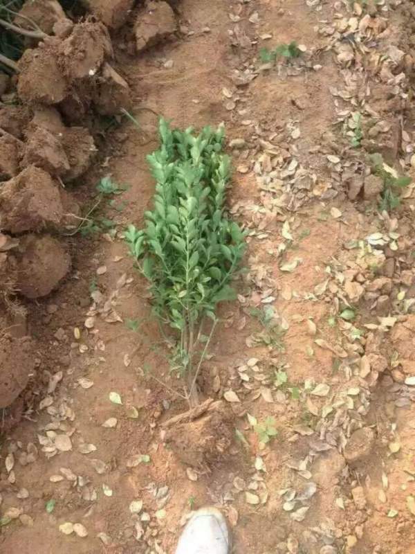 河南大葉黃楊苗 河南大葉黃楊苗