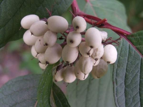 紅瑞木的生長(zhǎng)習(xí)性是什么,適合在什么地方種植