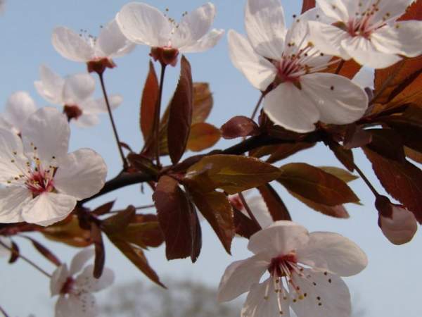 紫葉李和紅葉李的花語(yǔ)是什么?