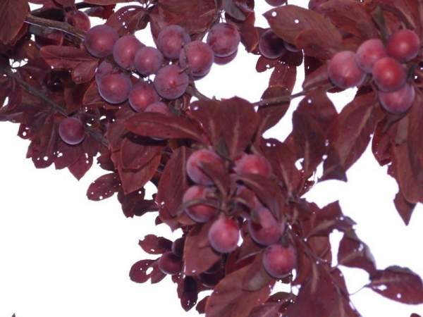 紫葉李和紅葉李的花語(yǔ)是什么?