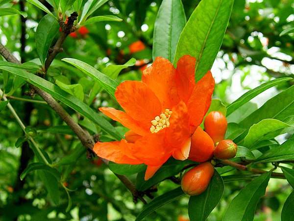 花石榴的花期、果期是什么時(shí)候