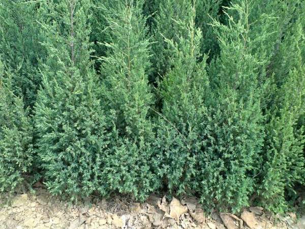 刺柏產(chǎn)區(qū)都有哪些地方？