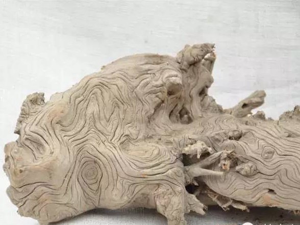 如何分辨崖柏與地柏,它們有什么不同?