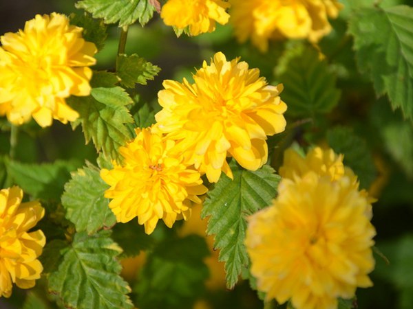 棣棠花的種植有哪些需要注意的地方？