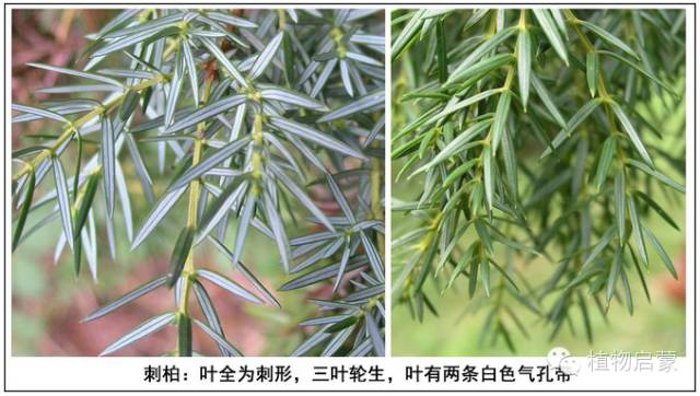 圓柏、刺柏、側(cè)柏、柏木以及龍柏的簡易識別法