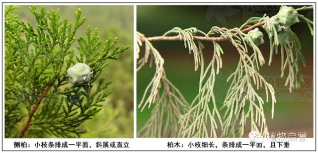 圓柏、刺柏、側(cè)柏、柏木以及龍柏的簡易識別法