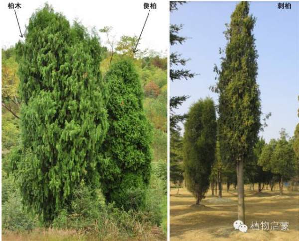 圓柏、刺柏、側(cè)柏、柏木以及龍柏的簡易識別法