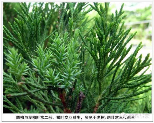 圓柏、刺柏、側(cè)柏、柏木以及龍柏的簡易識別法