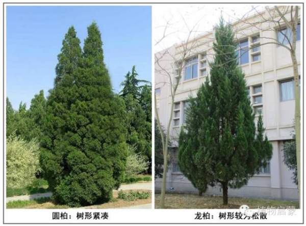 圓柏、刺柏、側(cè)柏、柏木以及龍柏的簡易識別法