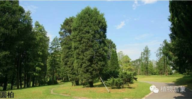 圓柏、刺柏、側(cè)柏、柏木以及龍柏的簡易識別法