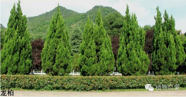 圓柏、刺柏、側(cè)柏、柏木以及龍柏的簡易識別法