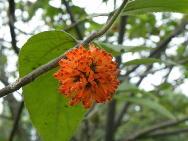 構(gòu)樹的果實能吃嗎？