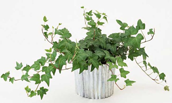 常春藤的花語是什么，有什么象征意義？