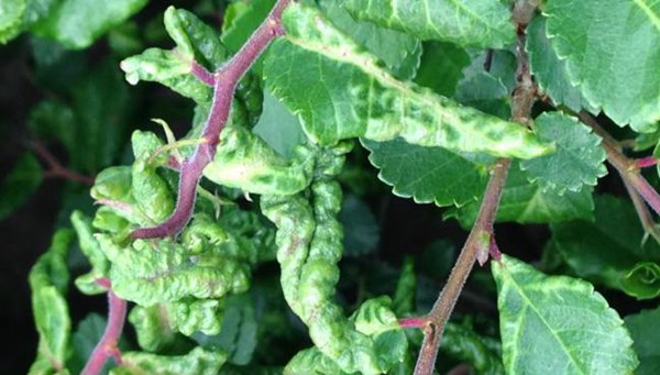 蚜蟲(chóng) 蚜蟲(chóng)