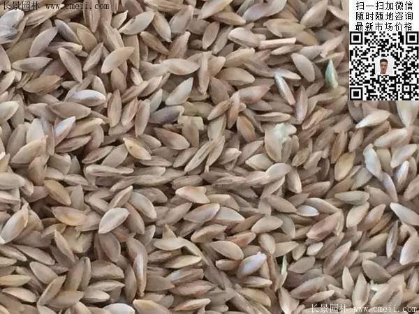 天堂草種子圖片 天堂草種子圖片