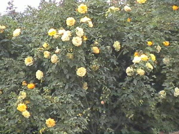 藤本月季坡地 藤本月季坡地