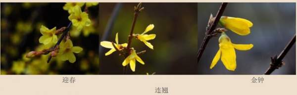 迎春花、金鐘和連翹如何區(qū)分？