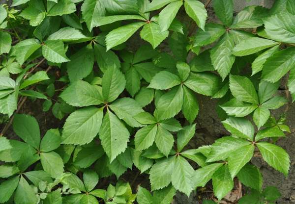 五葉爬山虎 五葉爬山虎
