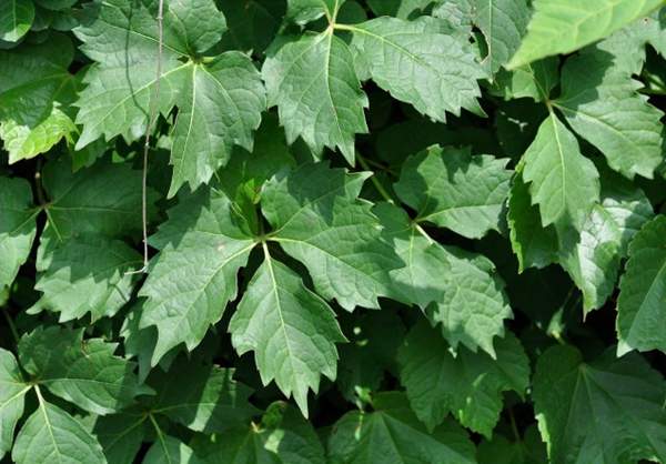 三葉爬山虎 三葉爬山虎