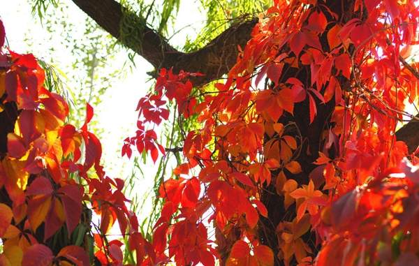 紅葉爬山虎 紅葉爬山虎