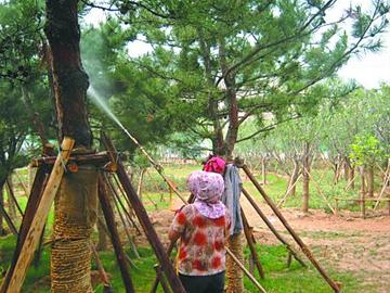 苗木殺蟲(chóng)除蟲(chóng)