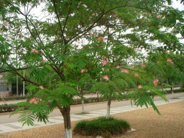 小區(qū)里的合歡樹 小區(qū)里的合歡樹