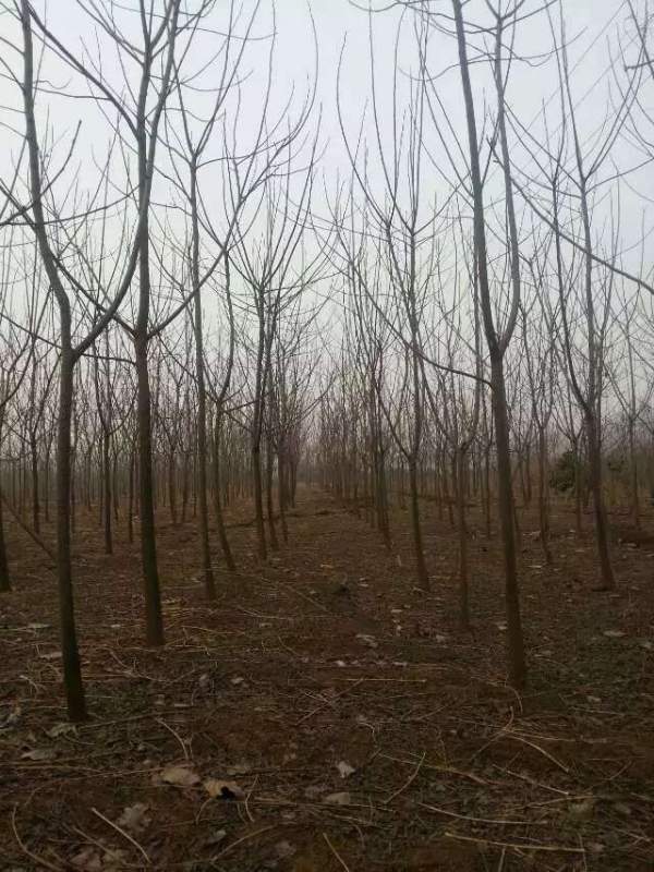 批發(fā)6公分7公分苦楝樹 批發(fā)6公分7公分苦楝樹