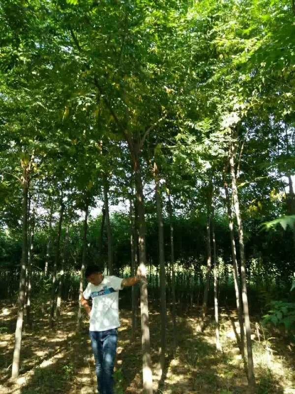 銷(xiāo)售7公分8公分苦楝樹(shù) 銷(xiāo)售7公分8公分苦楝樹(shù)