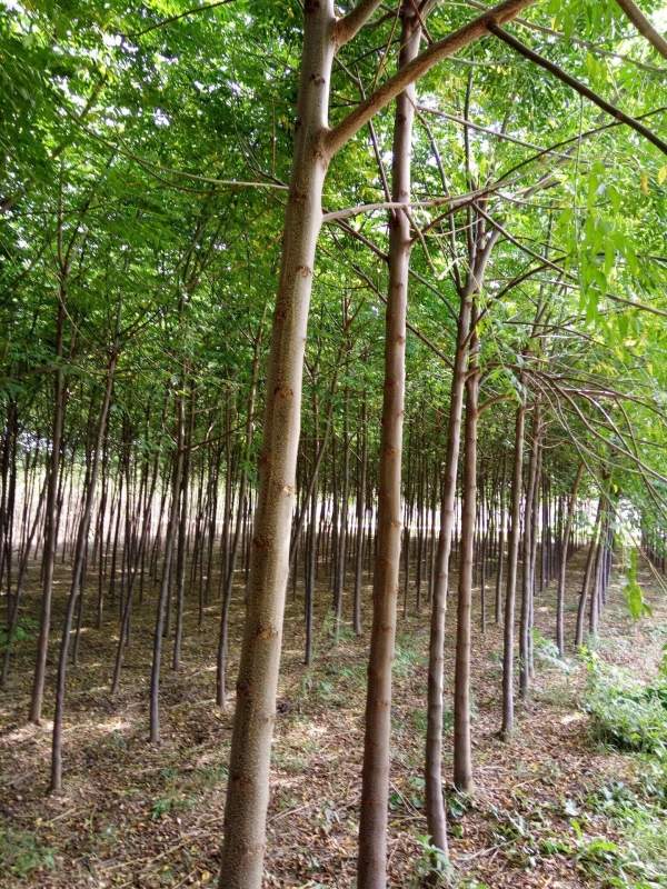 銷(xiāo)售7公分8公分苦楝樹(shù) 銷(xiāo)售7公分8公分苦楝樹(shù)