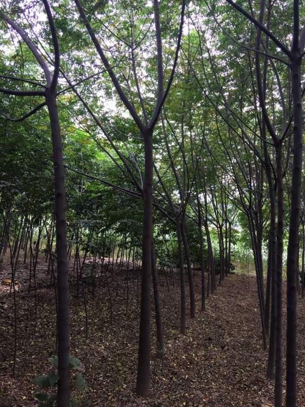 銷(xiāo)售7公分8公分苦楝樹(shù) 銷(xiāo)售7公分8公分苦楝樹(shù)